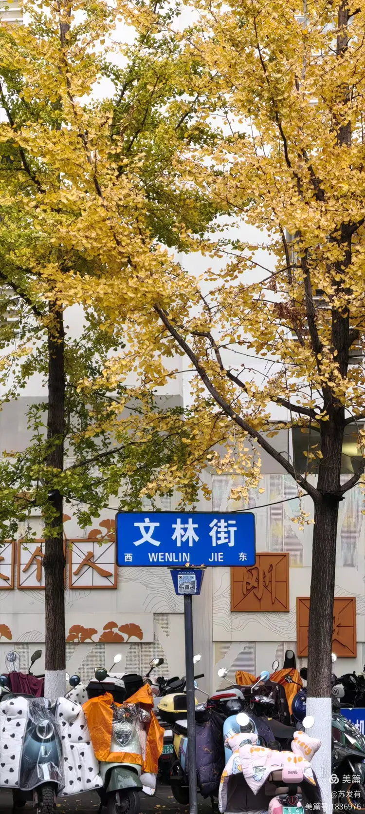 文林街银杏黄了